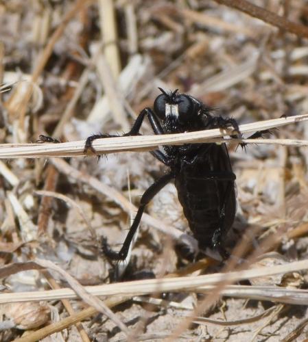 Dasypogon diadema